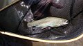 Wisconisco trout1